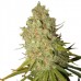 Special Kush 1 - Royal Queen Seeds